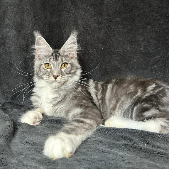 Maine Coon NOV Natan