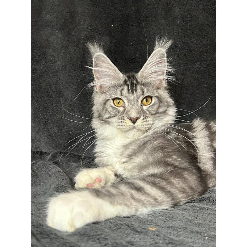Maine Coon NOV Natan