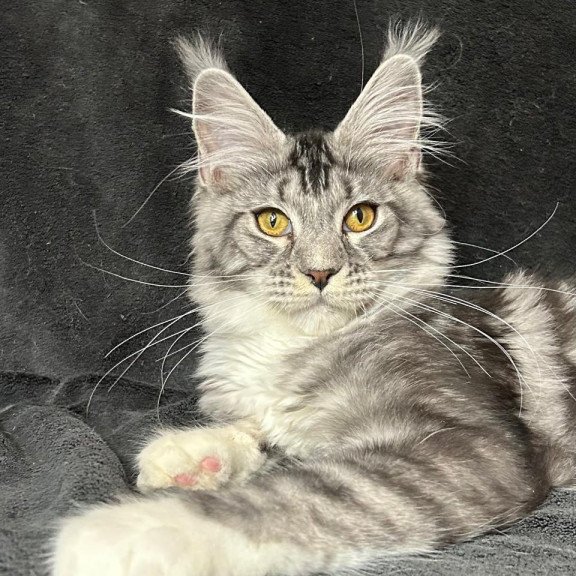 Maine Coon NOV Natan