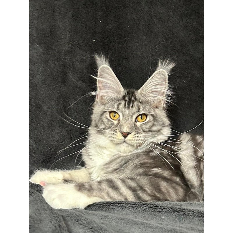 Maine Coon NOV Natan