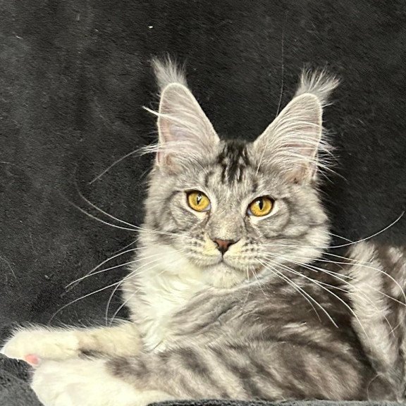 Maine Coon NOV Natan