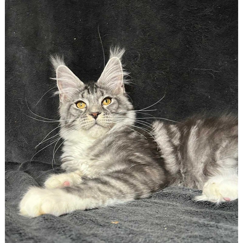 Maine Coon NOV Natan