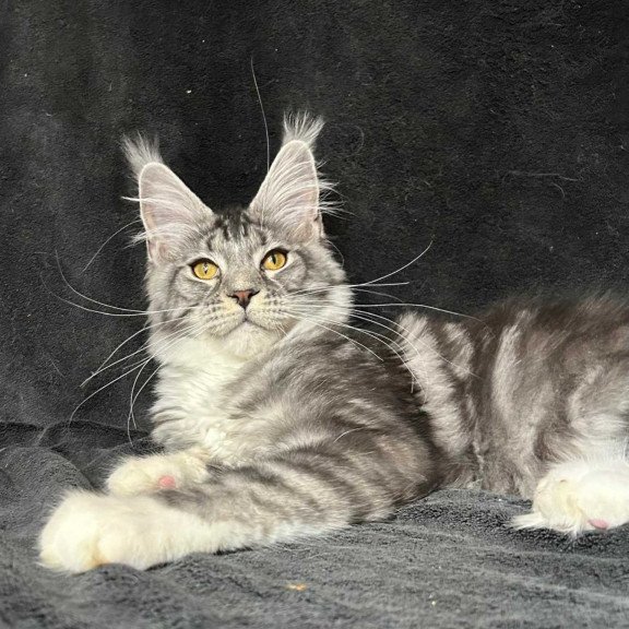 Maine Coon NOV Natan