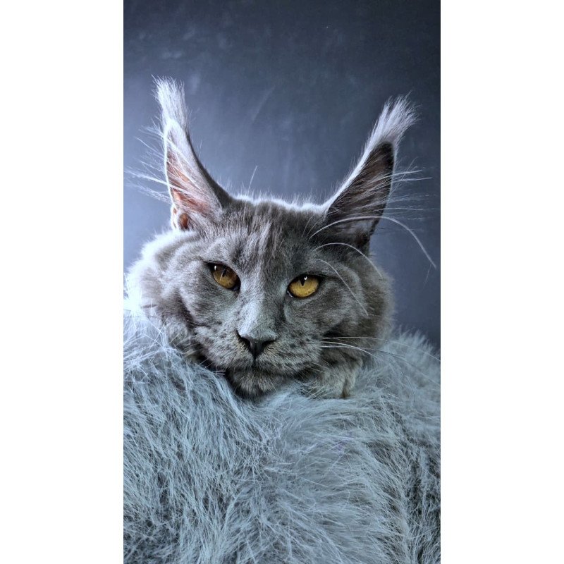 Maine Coon NOV Kali