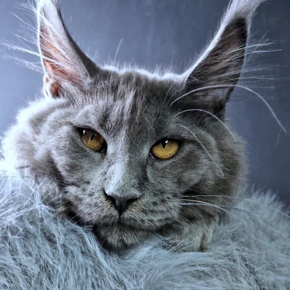 Maine Coon NOV Kali