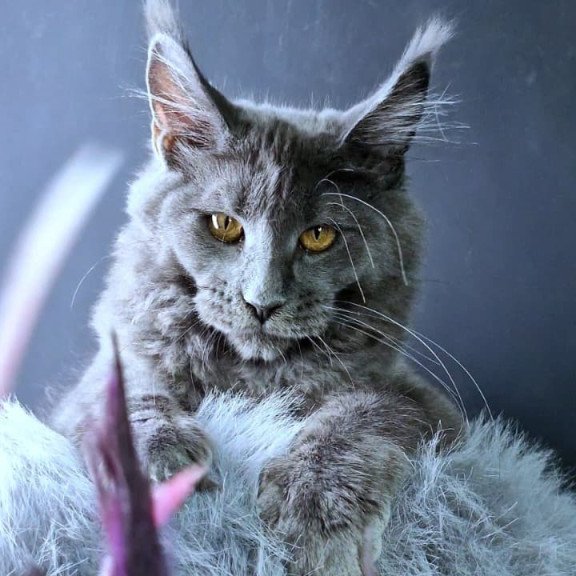 Maine Coon NOV Kali