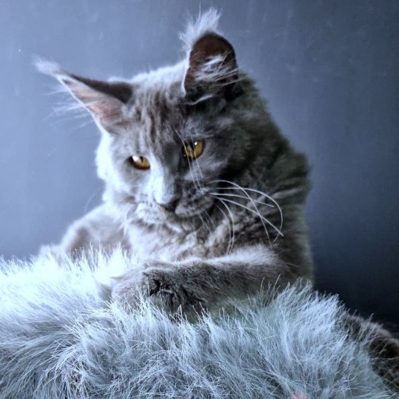 Maine Coon NOV Kali