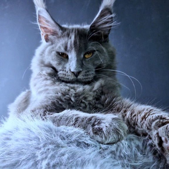 Maine Coon NOV Kali