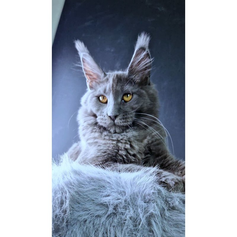 Maine Coon NOV Kali