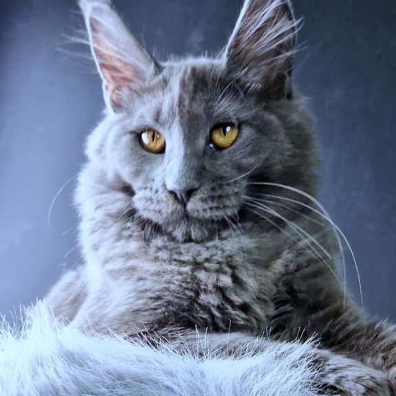 Maine Coon NOV Kali