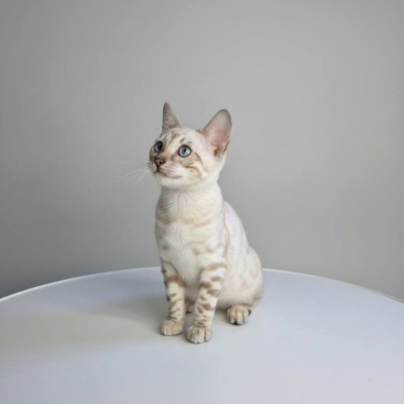 Bengal NOV Wanda