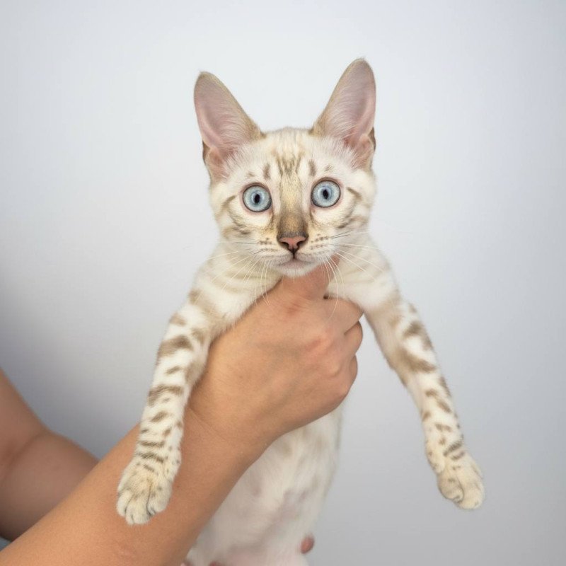 Bengal NOV Wanda