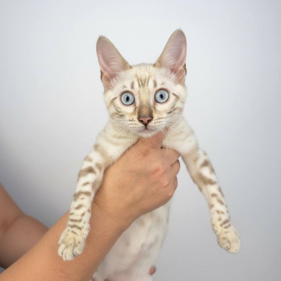 Bengal NOV Wanda