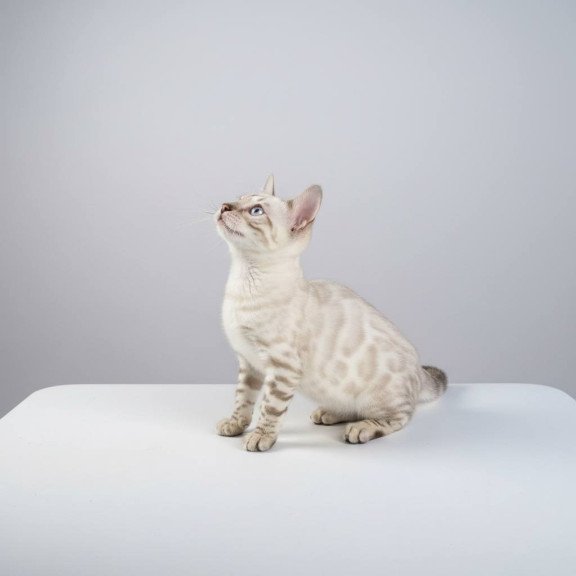 Bengal NOV Wanda