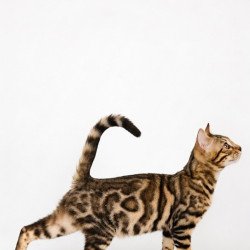Bengal NOV Wendy