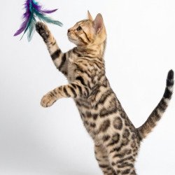 Bengal NOV Wendy