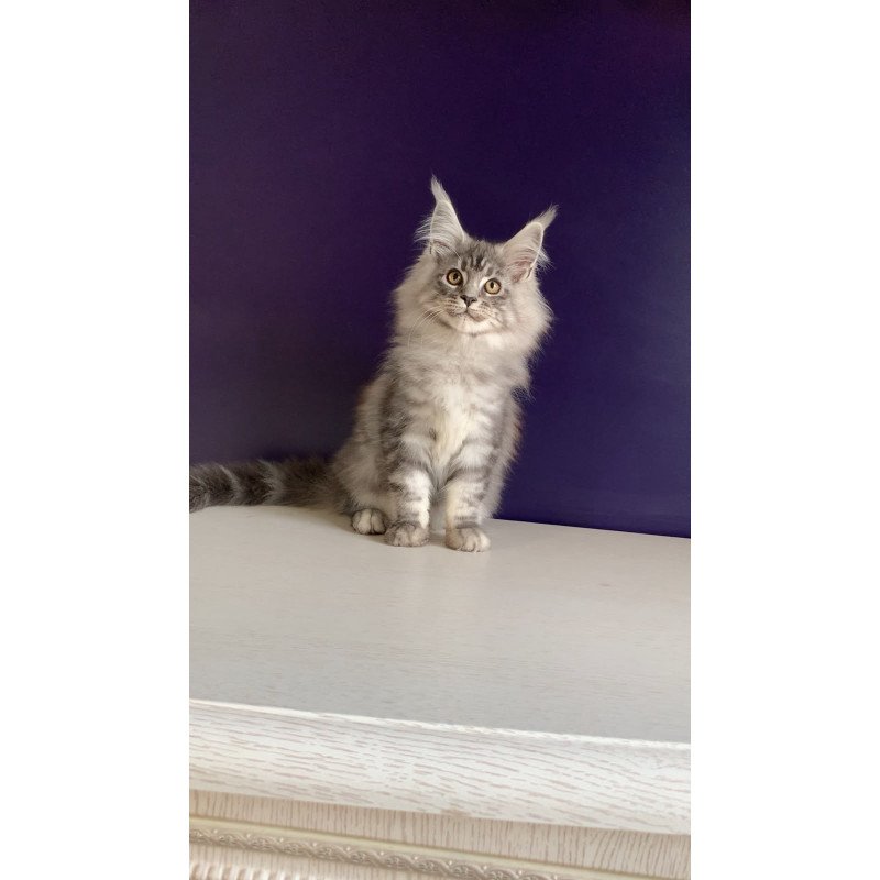 Maine Coon NOV Manchester