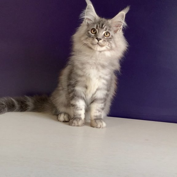 Maine Coon NOV Manchester