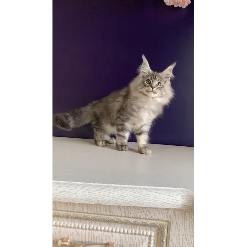 Maine Coon NOV Manchester