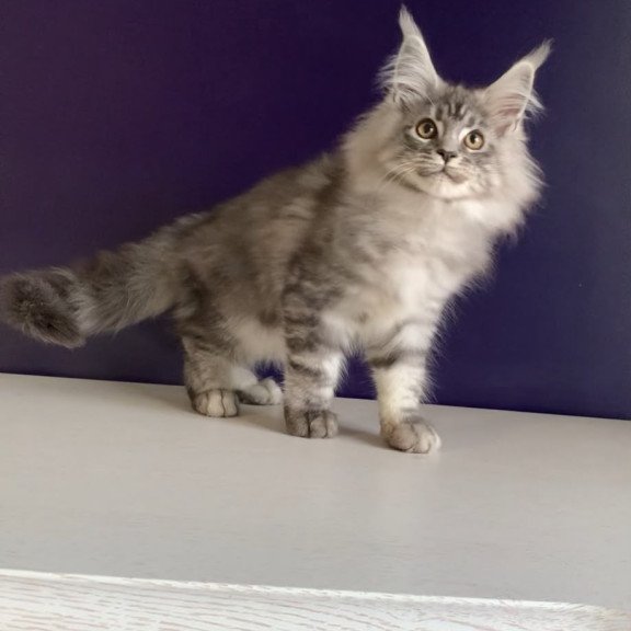 Maine Coon NOV Manchester