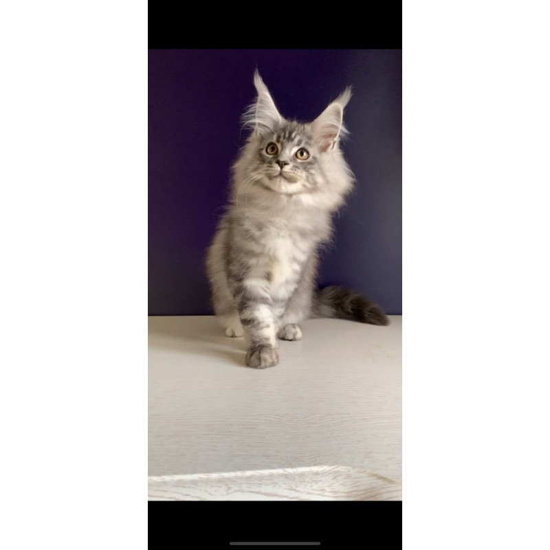Maine Coon NOV Manchester