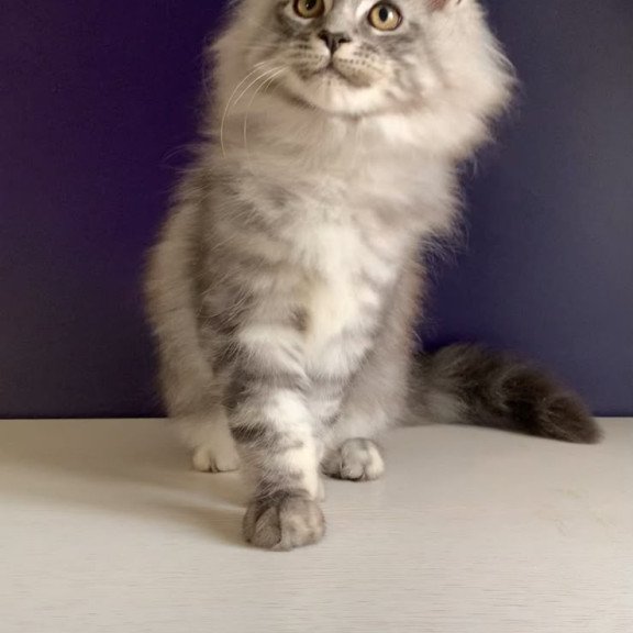 Maine Coon NOV Manchester