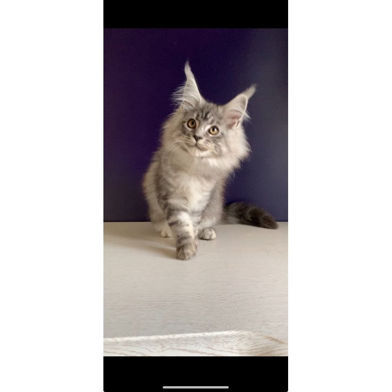 Maine Coon NOV Manchester