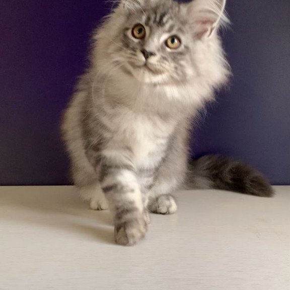 Maine Coon NOV Manchester
