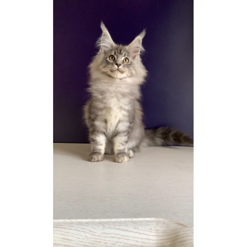 Maine Coon NOV Manchester