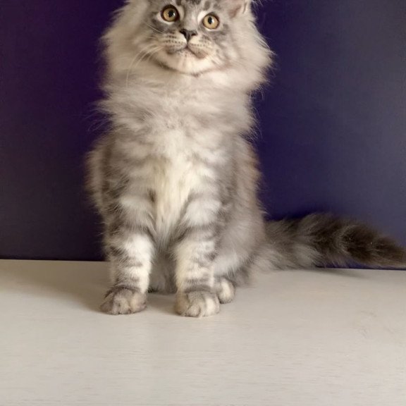 Maine Coon NOV Manchester