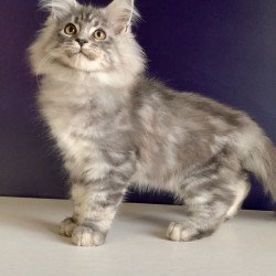 Maine Coon NOV Manchester