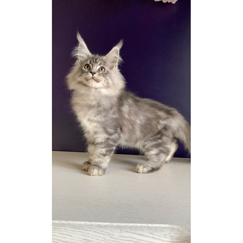 Maine Coon NOV Manchester