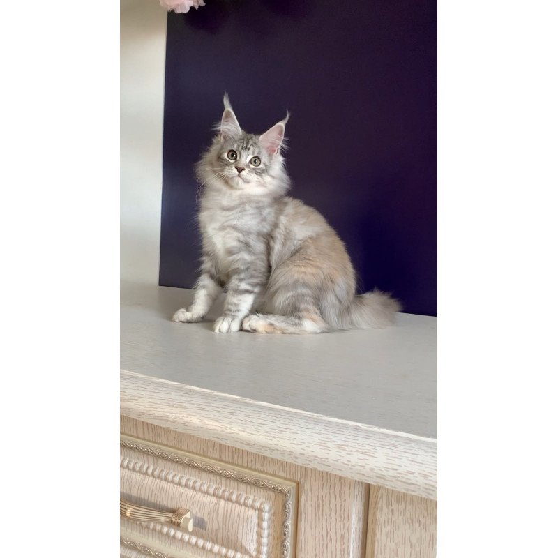 Maine Coon NOV Malibu