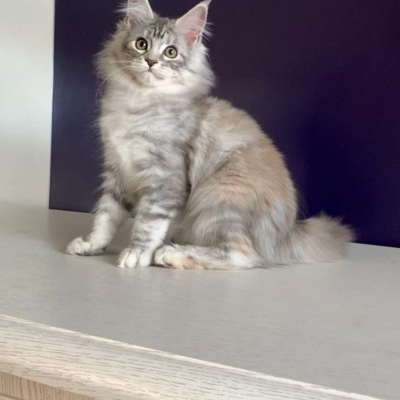 Maine Coon NOV Malibu
