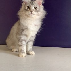 Maine Coon NOV Malibu