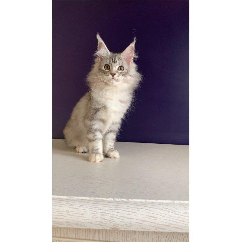 Maine Coon NOV Malibu