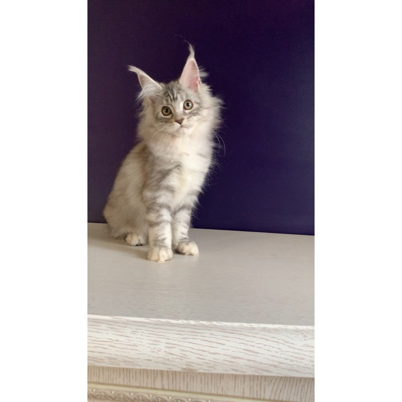 Maine Coon NOV Malibu