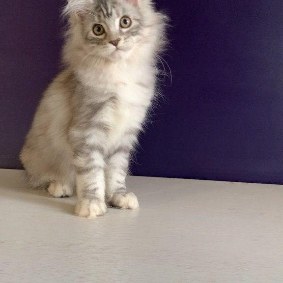 Maine Coon NOV Malibu