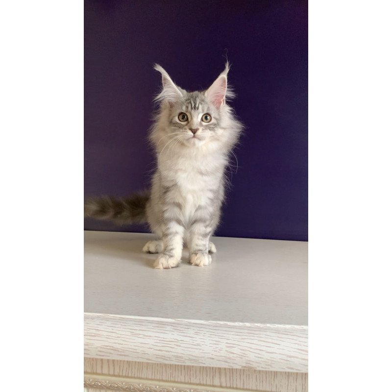 Maine Coon NOV Malibu