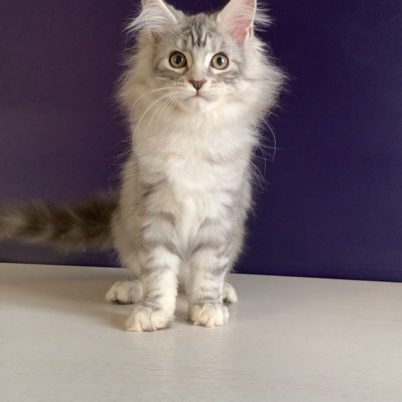 Maine Coon NOV Malibu
