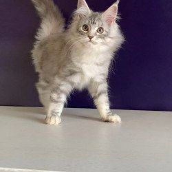 Maine Coon NOV Malibu