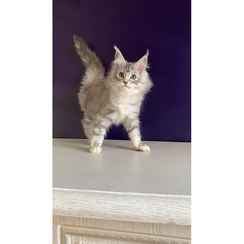 Maine Coon NOV Malibu
