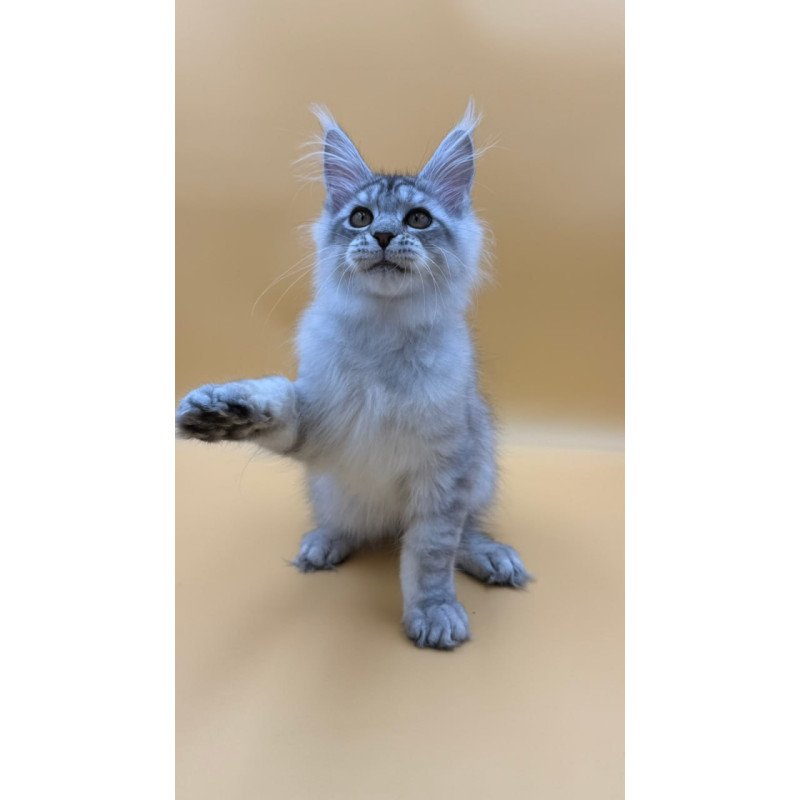 Maine Coon Alma's
