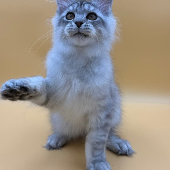 Maine Coon Alma's