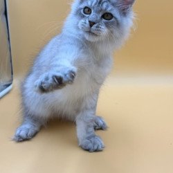 Maine Coon Alma's