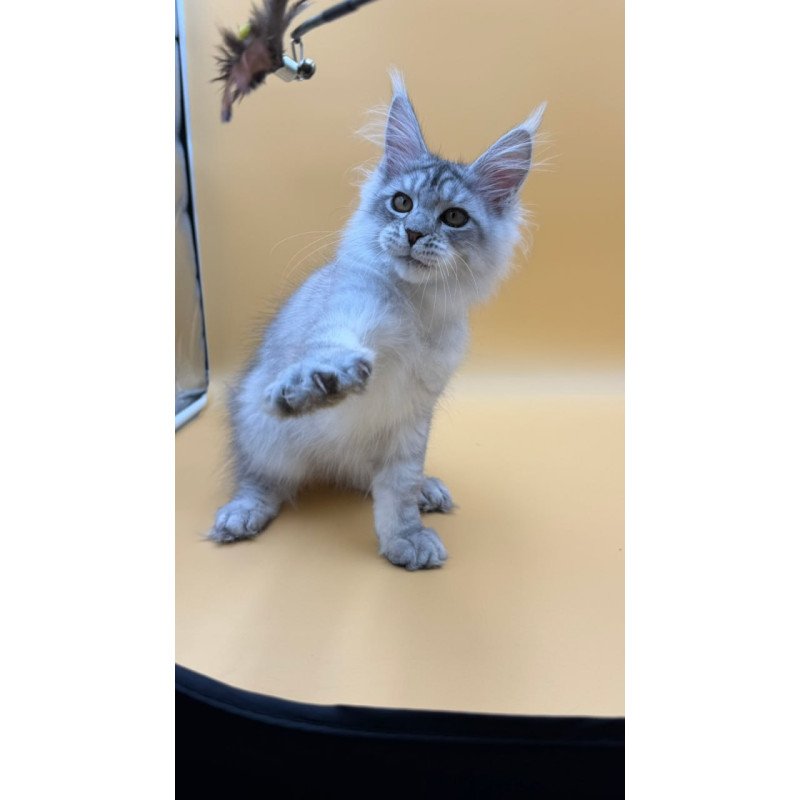 Maine Coon Alma's