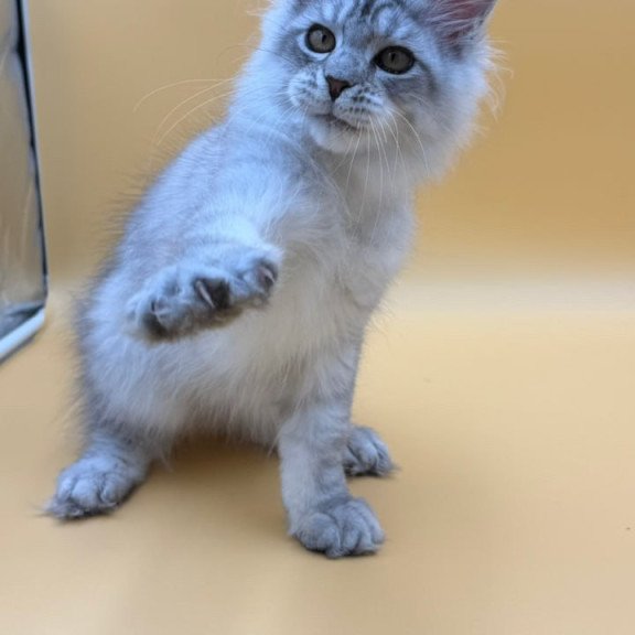 Maine Coon Alma's