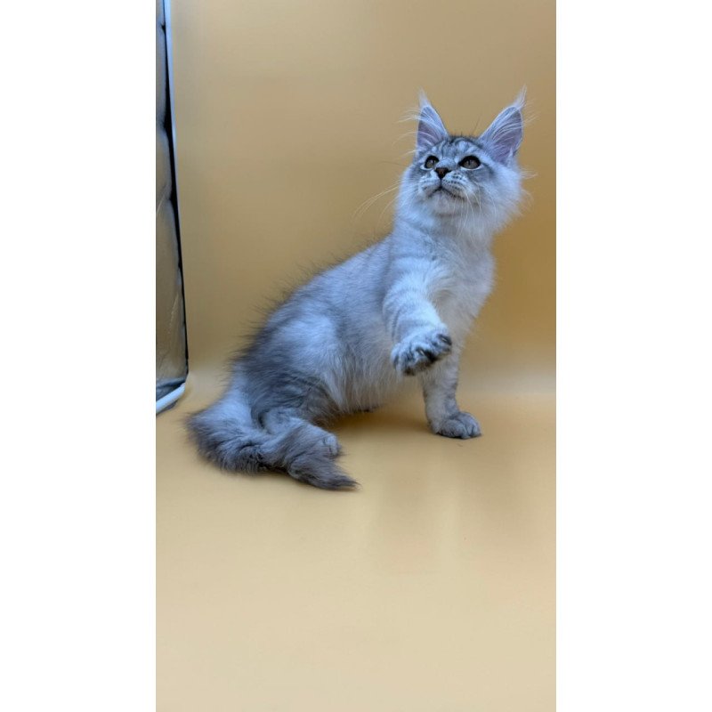 Maine Coon Alma's