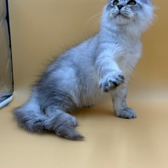 Maine Coon Alma's