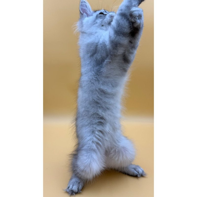 Maine Coon Alma's